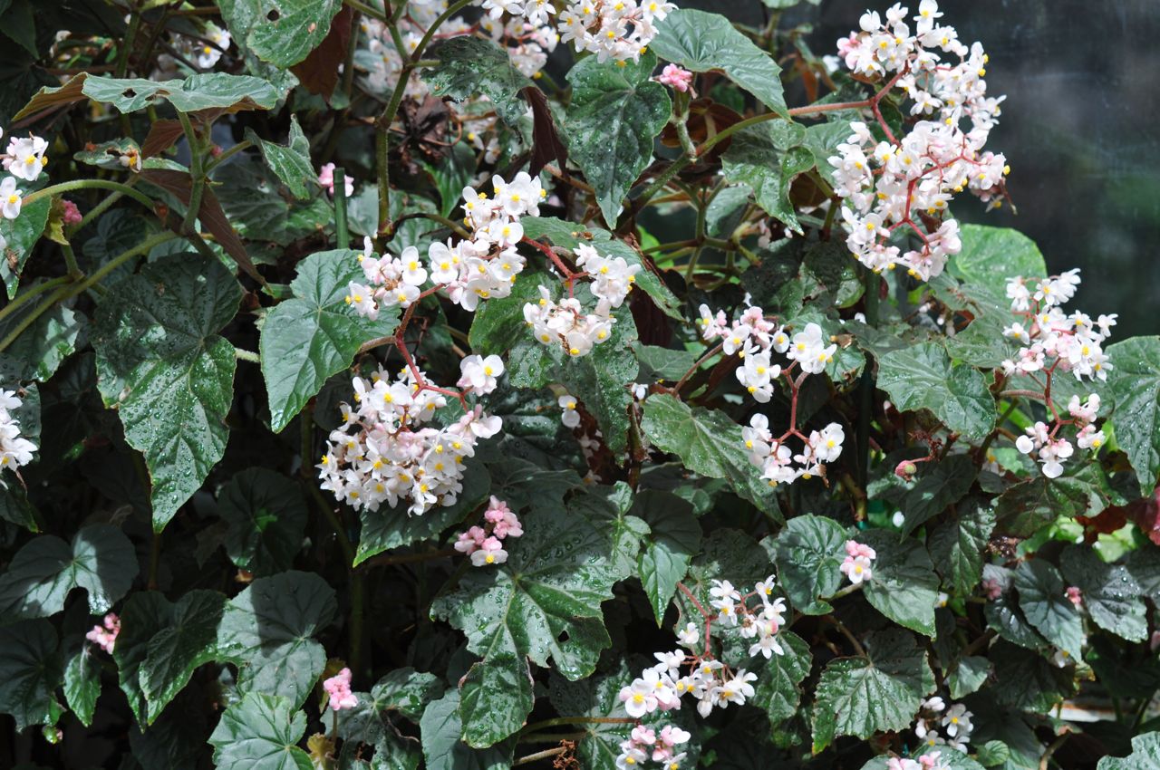B. scharffii